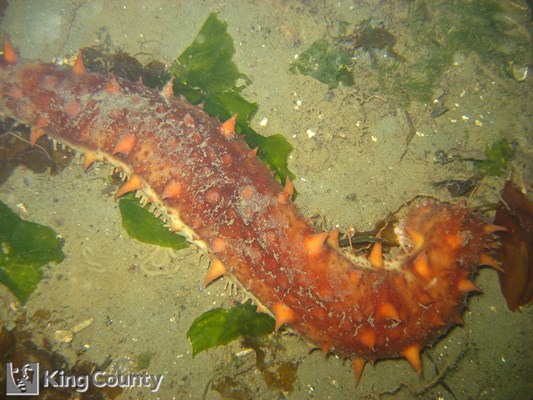 Photo of Parastichopus californicus